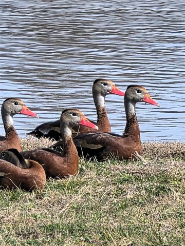 107 Quail Lake Drive W, Whitney, TX 76692