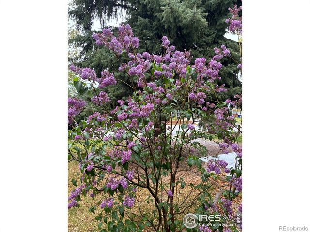 6005 Mossycup Court, Loveland, CO 80538