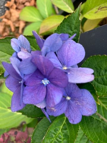 97 Hoyt Avenue, Lowell, MA 01852