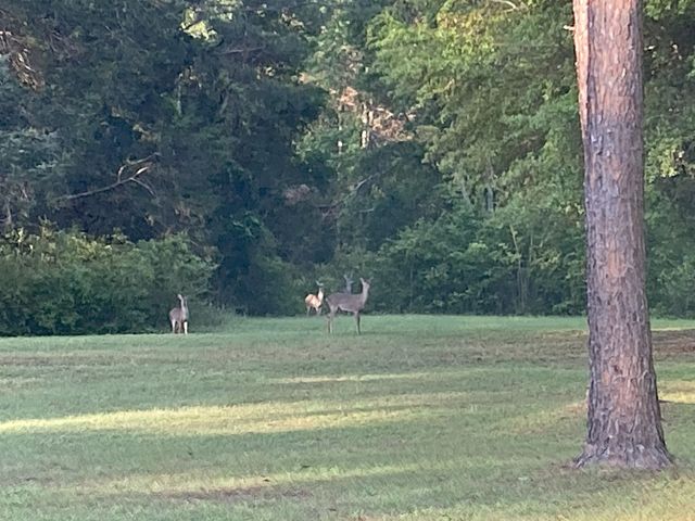 9006 Chayes Lane, Tallahassee, FL 32309