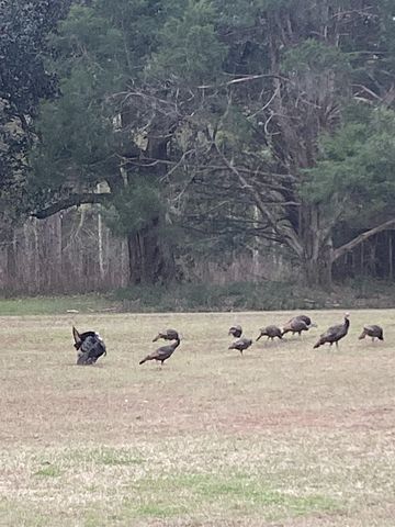 9006 Chayes Lane, Tallahassee, FL 32309