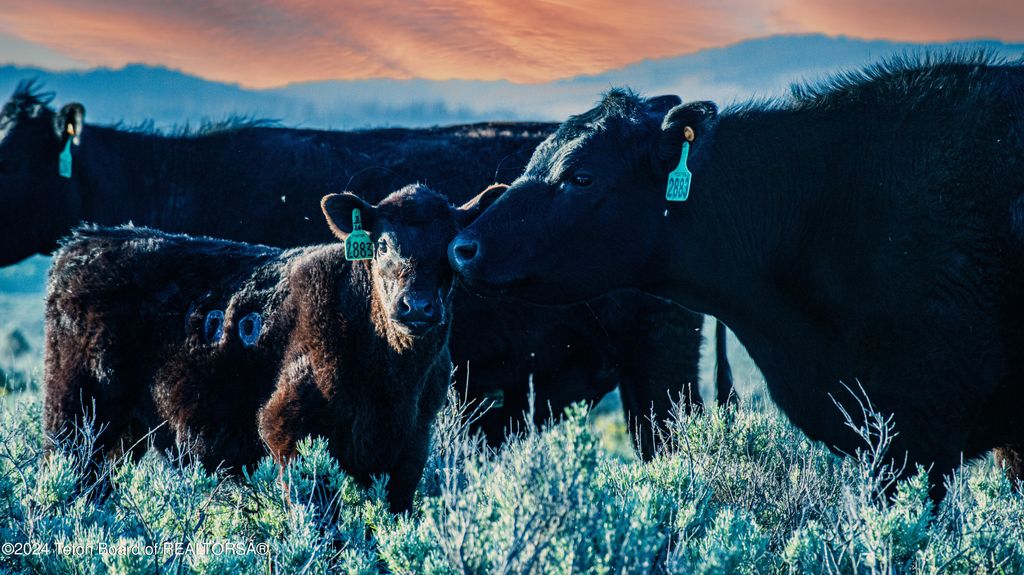 TBD OLD SHOTGUN ROAD, Island Park, ID 83429 photo 7