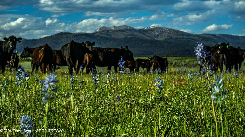 TBD OLD SHOTGUN ROAD, Island Park, ID 83429 photo 8