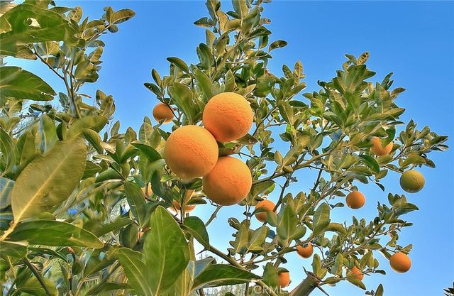 1343 comfrey leaf Drive, Beaumont, CA 92223