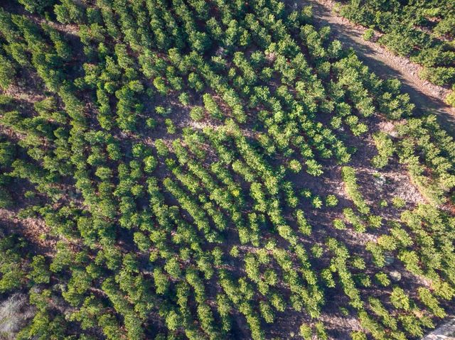 T-5 County Road 4245, De Kalb, TX 75559