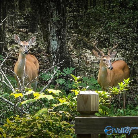 600 Lewis Mountain Road, New Market, AL 35761