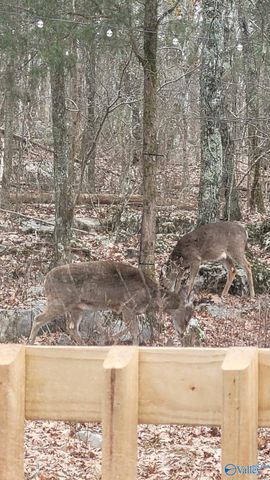 600 Lewis Mountain Road, New Market, AL 35761