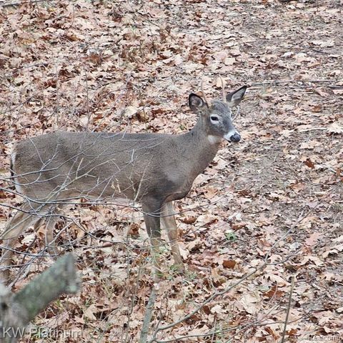 8060 Brockway Road, Melvin, MI 48454