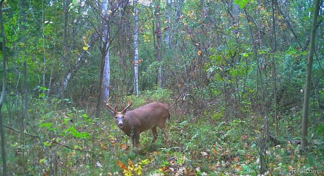 VACANT LAND S. PLAIN Road, Wells Township, MI 48723