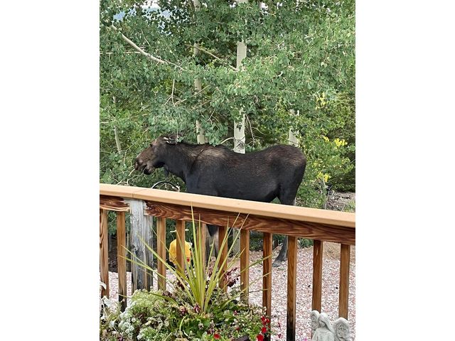 44 Natchez Cir, Red Feather Lakes, CO 80545