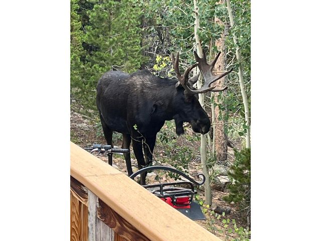44 Natchez Cir, Red Feather Lakes, CO 80545