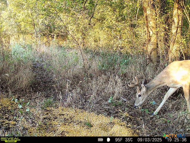 0000 East Gillis Street, Cameron, TX 76520