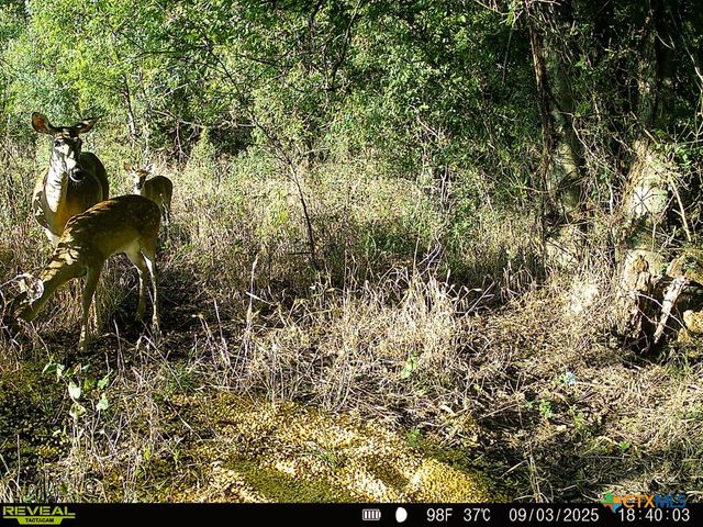 0000 East Gillis Street, Cameron, TX 76520