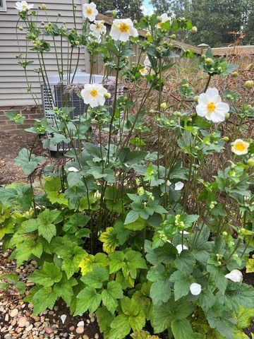 4700 Orlando Court, Lexington, KY 40515