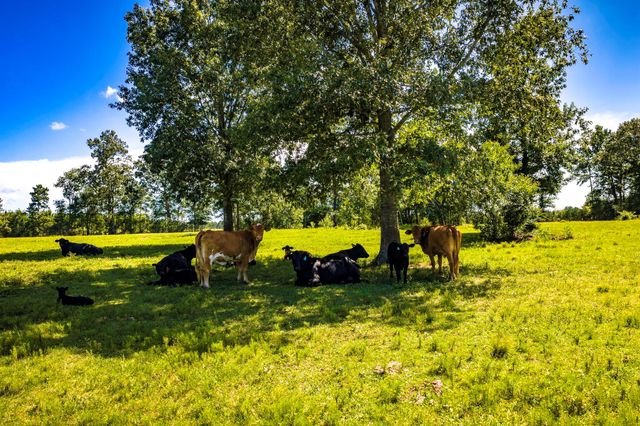 2682 Darden Road, Livingston, TX 77351