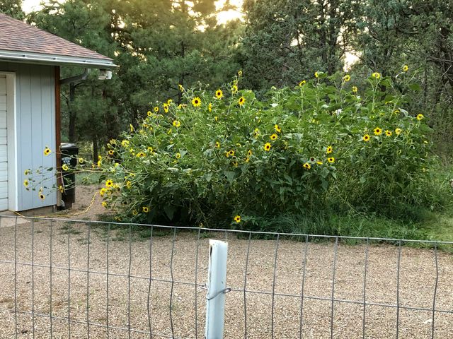 3 Pine Court, Tijeras, NM 87059