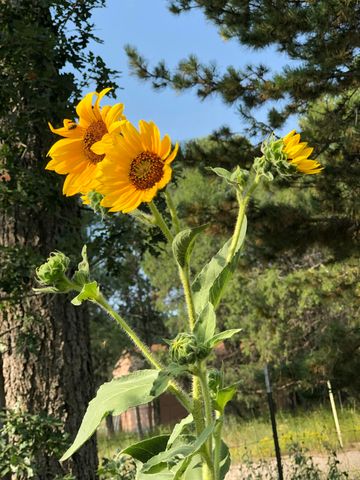 3 Pine Court, Tijeras, NM 87059