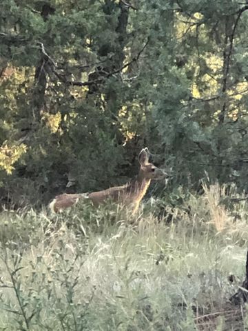 3 Pine Court, Tijeras, NM 87059