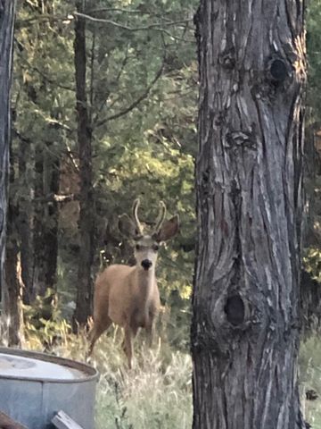 3 Pine Court, Tijeras, NM 87059