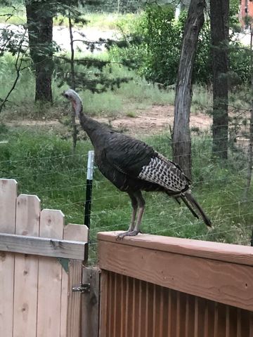 3 Pine Court, Tijeras, NM 87059