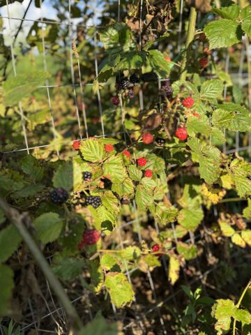 11250 Shelbyville Rd, Morrison, TN 37357