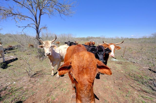 000 FM 2814, Waelder, TX 78959