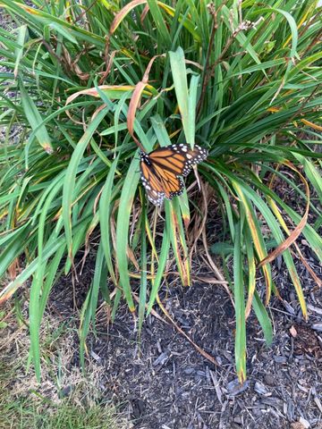 10 Autumn Street, Goffstown, NH 03045