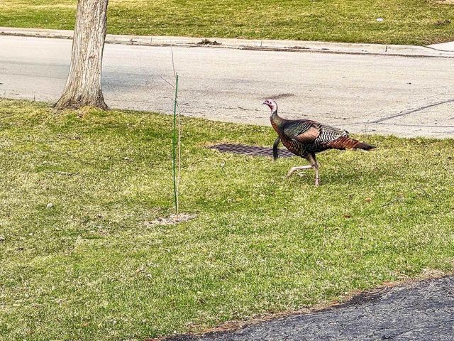 1114 Starlight Drive, Madison, WI 53711