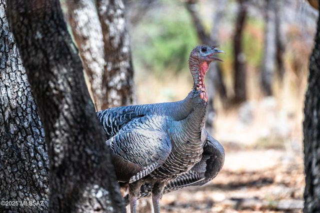 44 E Ramsey Canyon Road, Hereford, AZ 85615