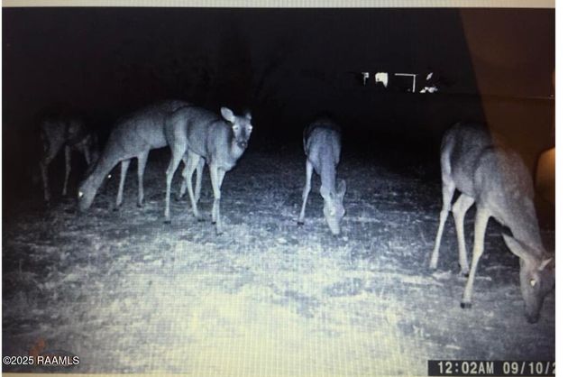 1219 Rue Du Belier, Lafayette, LA 70506