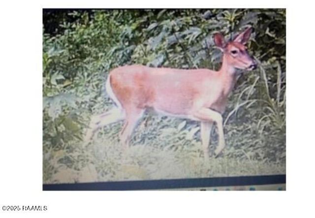 1219 Rue Du Belier, Lafayette, LA 70506