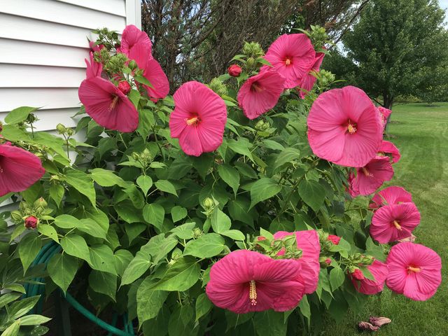 7238 Quackenbush Street, Dexter City, MI 48130