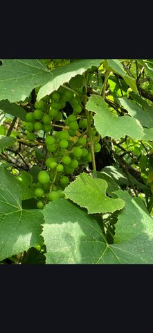 679 New Hope Church Road, Barbourville, KY 40906