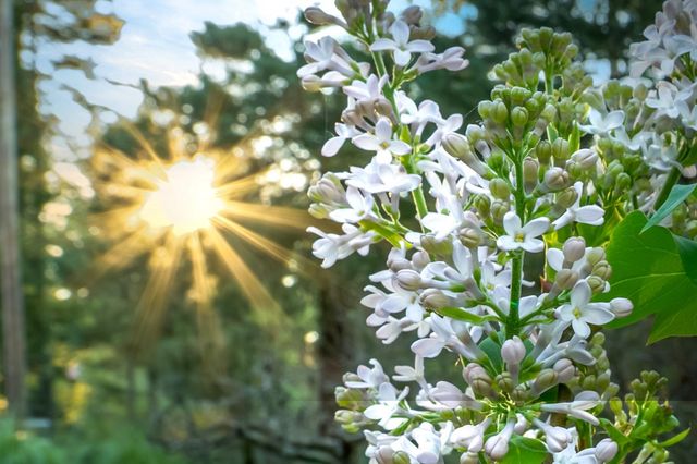 13506 Squirrel Creek Rd, Grass Valley, CA 95945