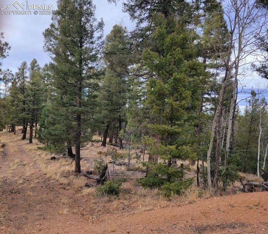 180 Sentinel Way, Florissant, CO 80816 — photo 3
