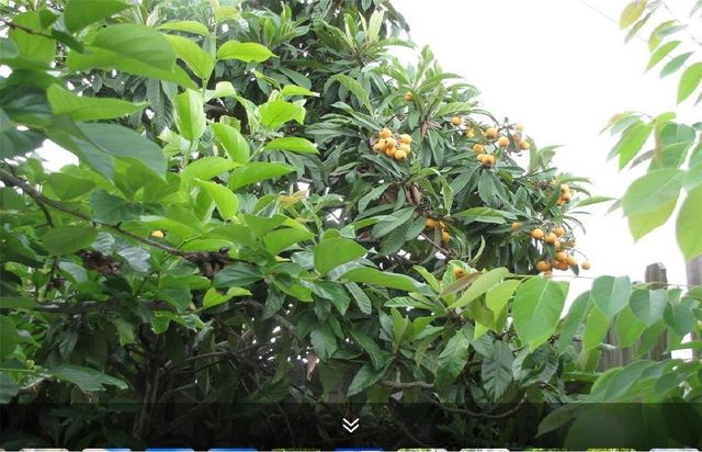 11423 Wickersham Lane, Houston, TX 77077