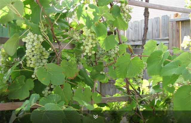 11423 Wickersham Lane, Houston, TX 77077