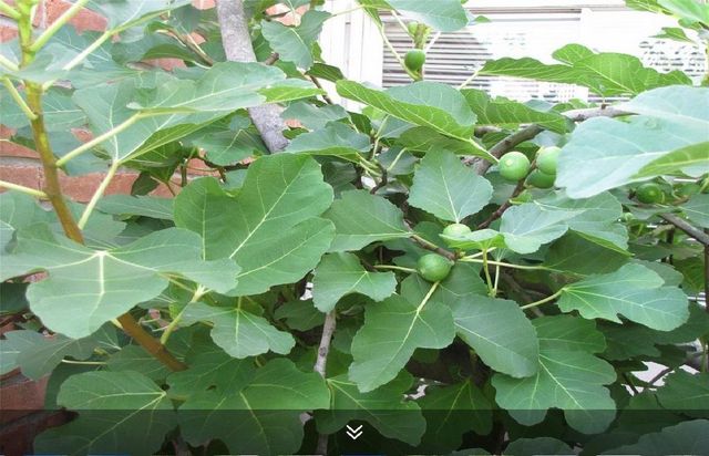 11423 Wickersham Lane, Houston, TX 77077