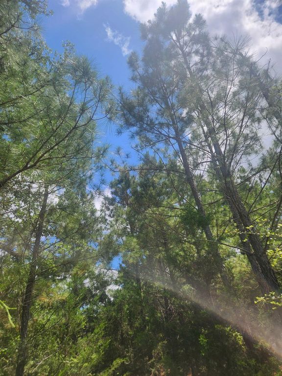 124 Paintbrush LN, Bastrop, TX 78602