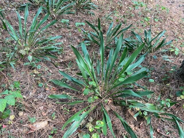 2510 Tody Goodwin Road, Apex, NC 27502