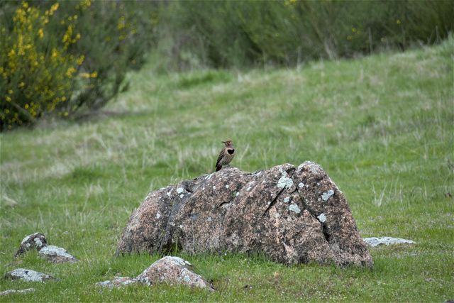 10428 Riffle Box Rd, Rough And Ready, CA 95975