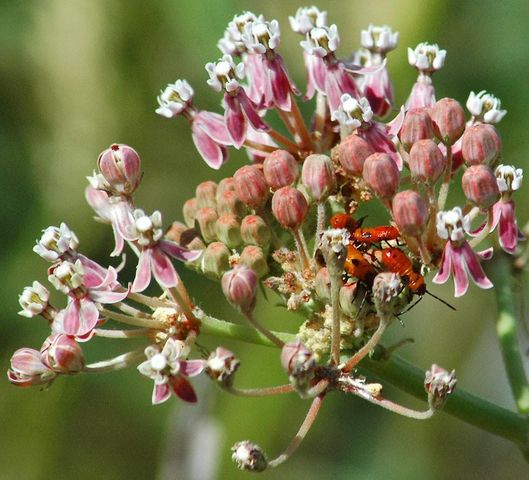 10428 Riffle Box Rd, Rough And Ready, CA 95975
