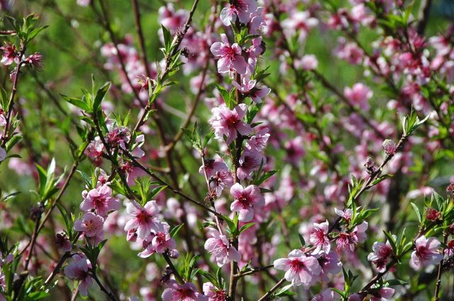 10428 Riffle Box Rd, Rough And Ready, CA 95975