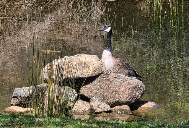 10428 Riffle Box Rd, Rough And Ready, CA 95975