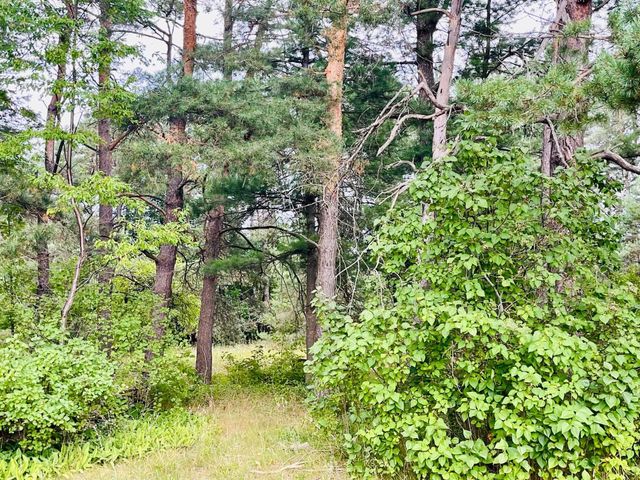 7848 S US-131, Mancelona Twp, MI 49659