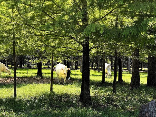 2052 County Road 540, Alvin, TX 77511