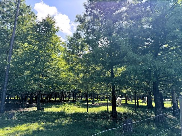 2052 County Road 540, Alvin, TX 77511