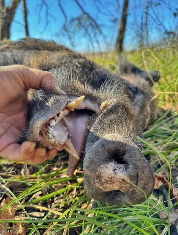 TBD Pr 1350, Centerville, TX 75833