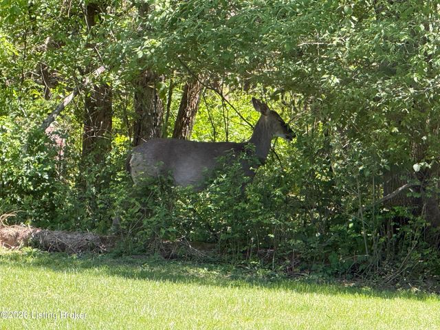 1107 Bruce Wood Ct, Louisville, KY 40245