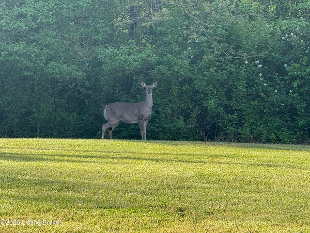 1107 Bruce Wood Ct, Louisville, KY 40245